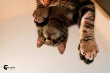 Elodie DEVAYE - CLIC N' REC